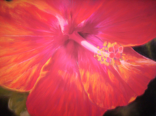 Hibiscus