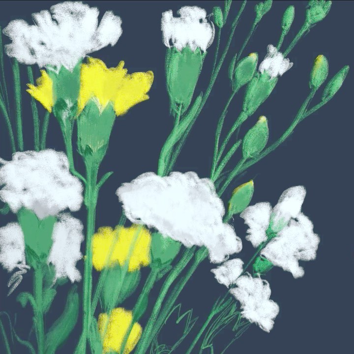 Carnation, much revered since centuries also known as the flower of the Gods. A quick study on my iPad tonight before I doze off.