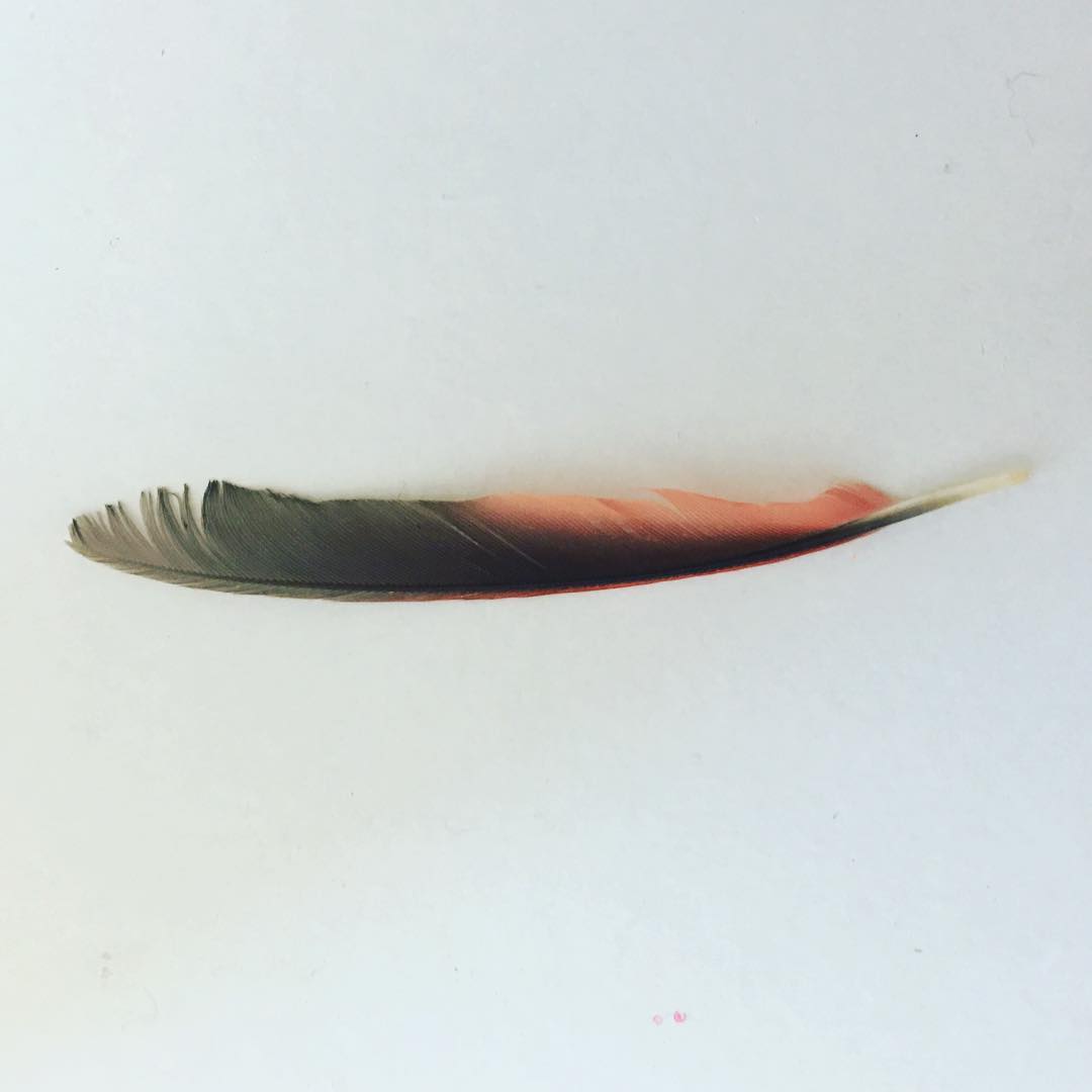 Found it on my deck today…