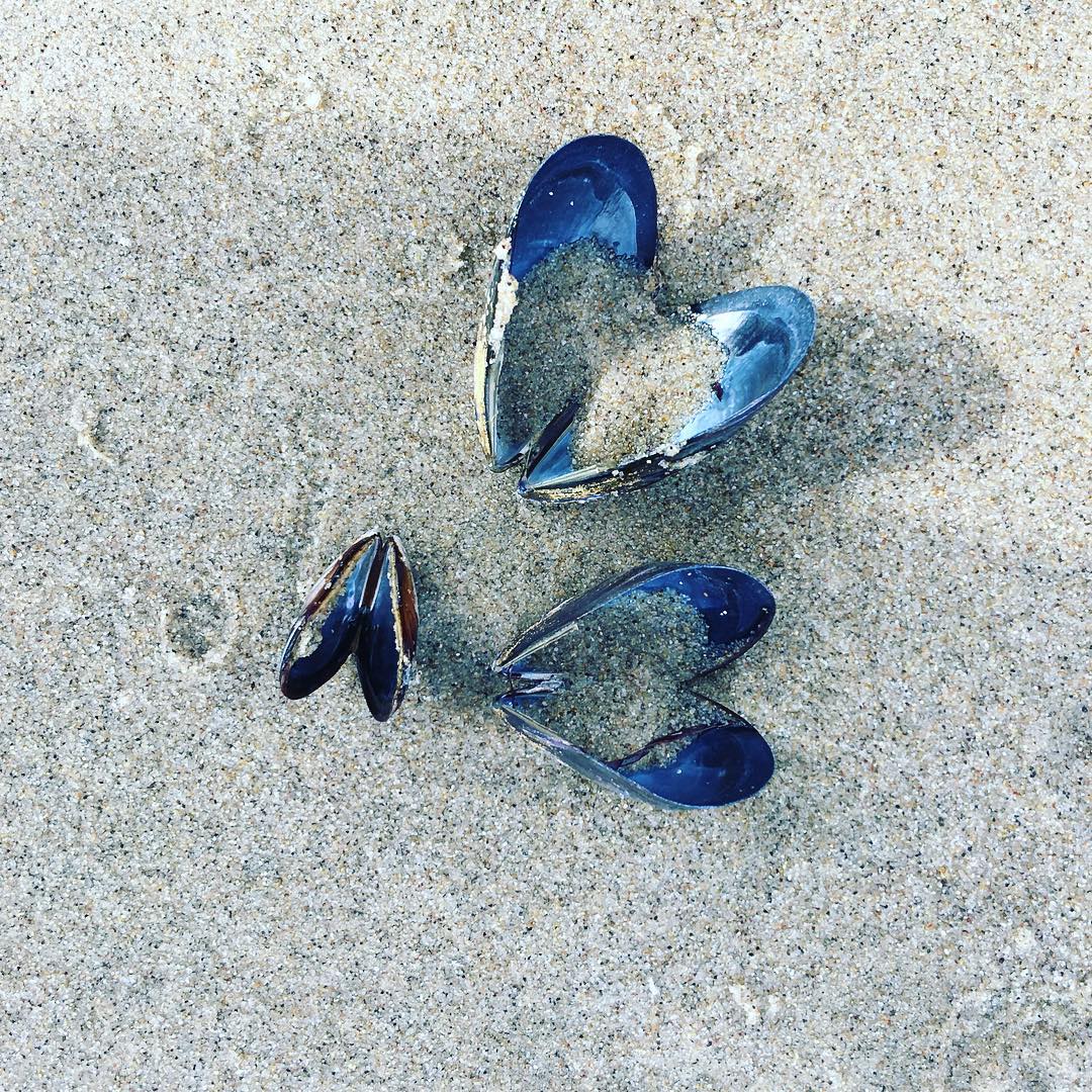 Found these at the beach today!
Nature is so amazing