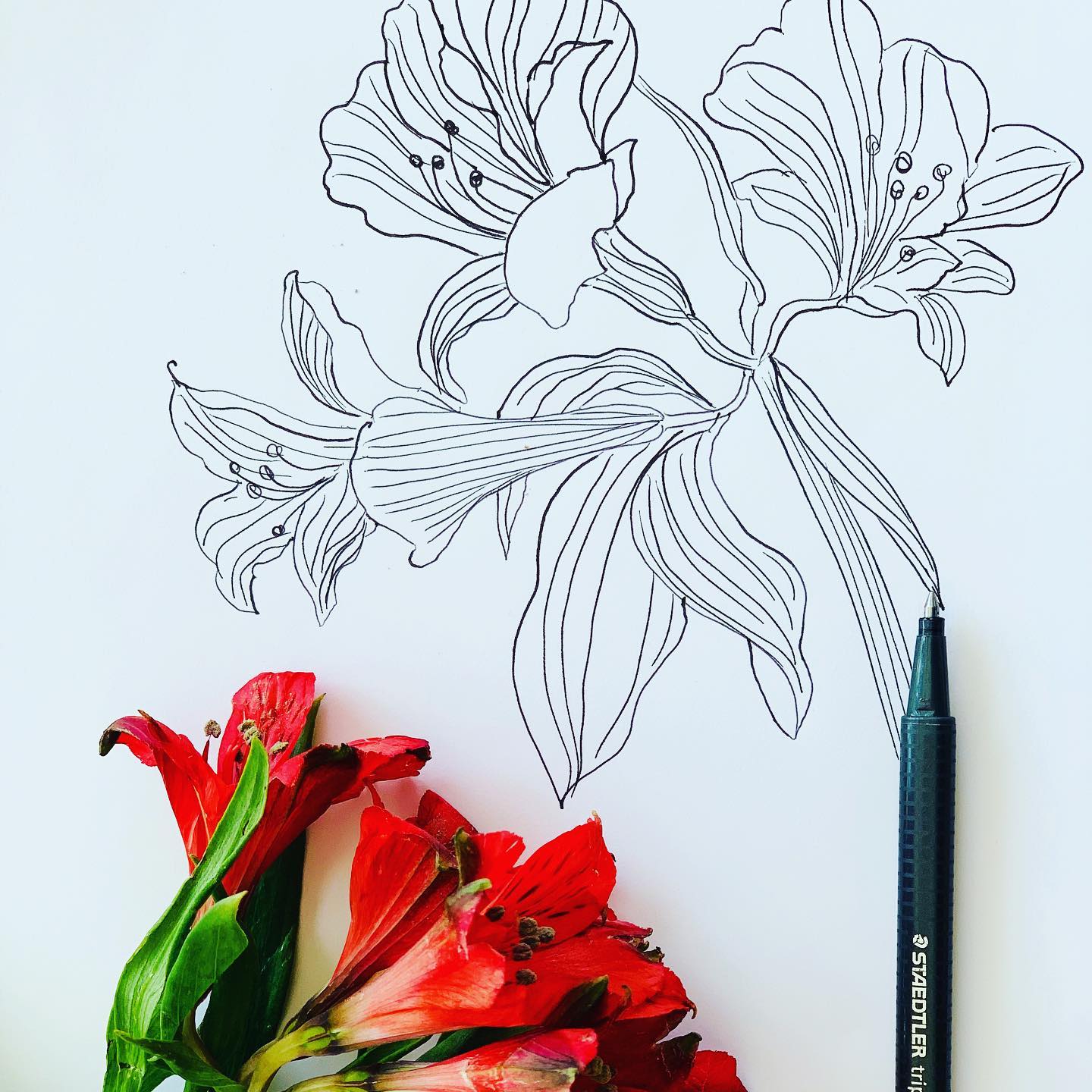 Happiness held is the seed; happiness shared is the flower. – John Harrigan