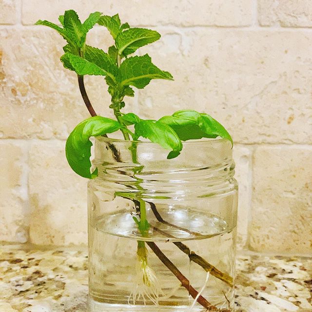 I have always wanted to grow my herbs, been doing that off and on, no doubt but started experimenting with this propagation method recently and it’s a delight to see these good souls rooting with such exuberance!! “Maybe you are searching among the branches, for what only appears in the roots.”
- Rumi