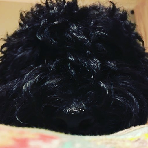 It was national black dog day y’day!! I know she has a few sprinkles of white here and there…
