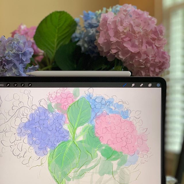 Just can’t stop admiring these beautiful vibrant hydrangeas that I picked from my backyard today!!
Time to sketch them now