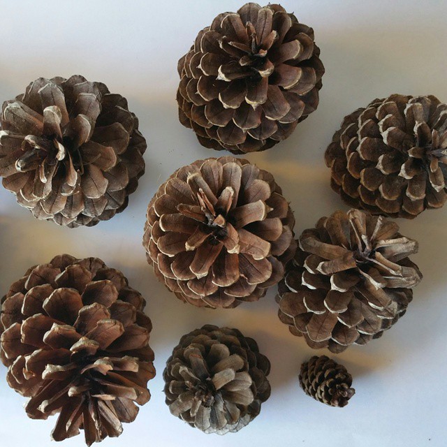 cones