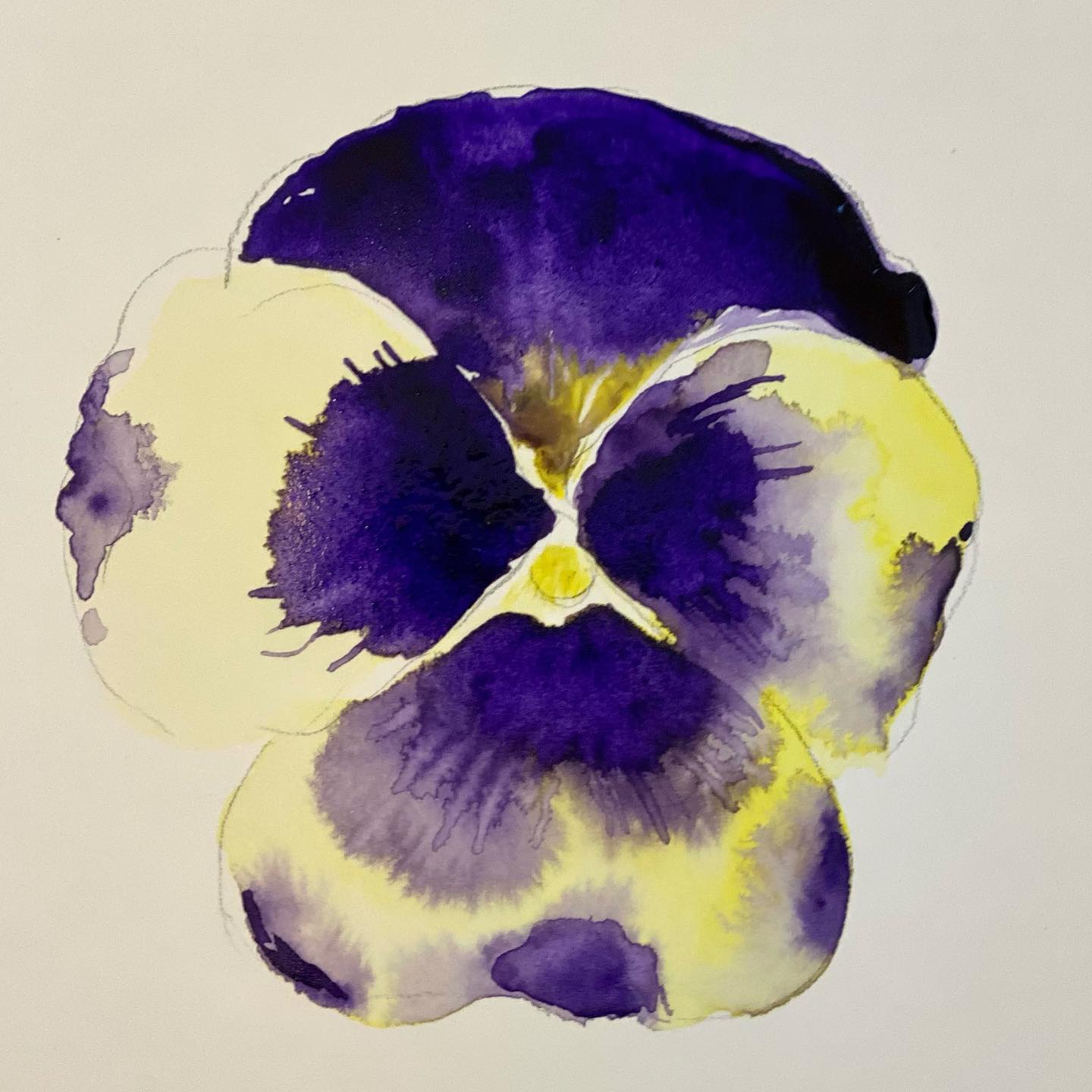 Pansy is often used as a get well flower. To all of you who are feeling under the weather hope this one brings you good healing vibes! Get well soon!