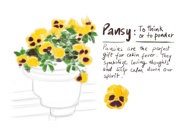 Pansy