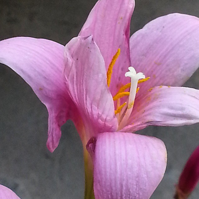 Instagram Image