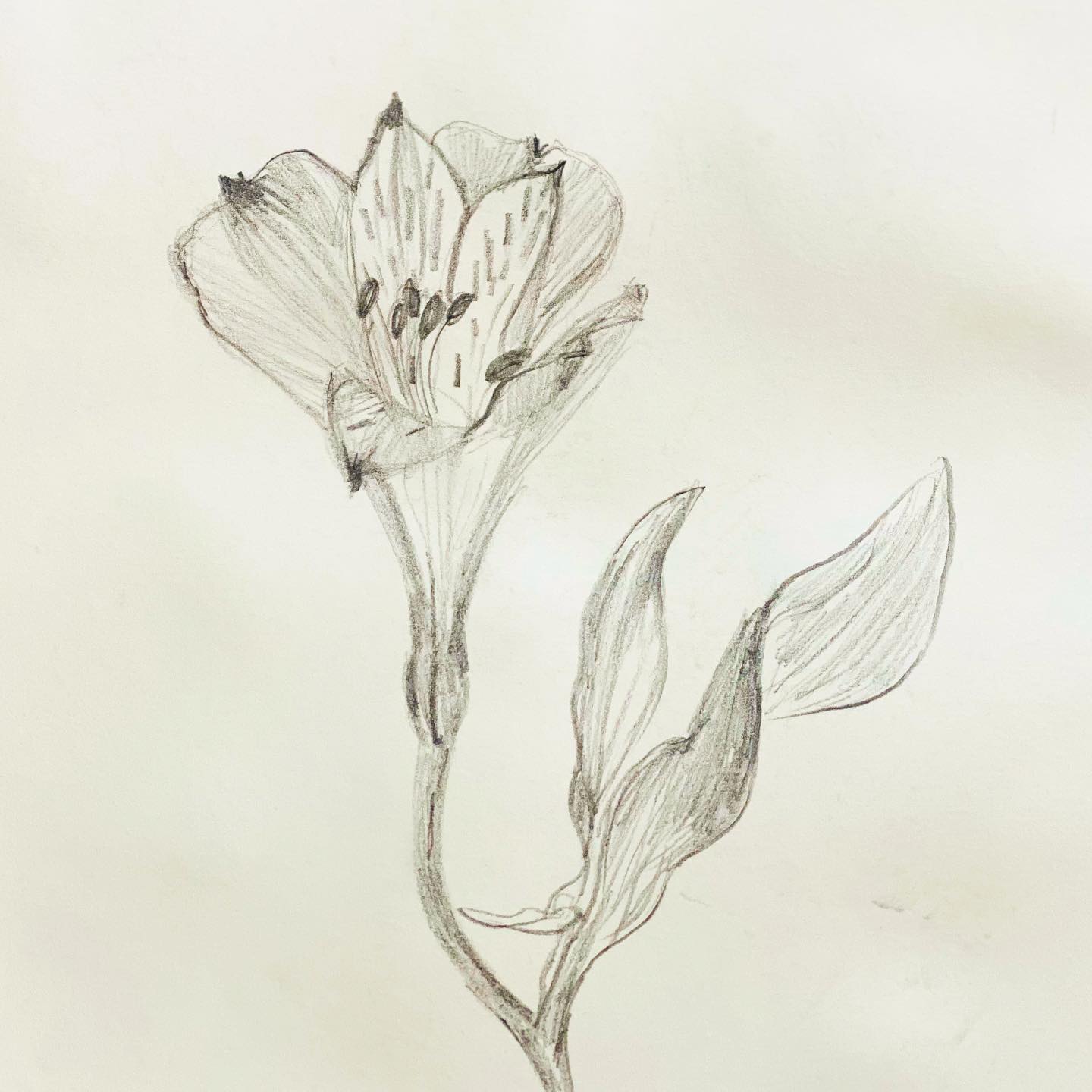 Peruvian lily . pencil sketch .