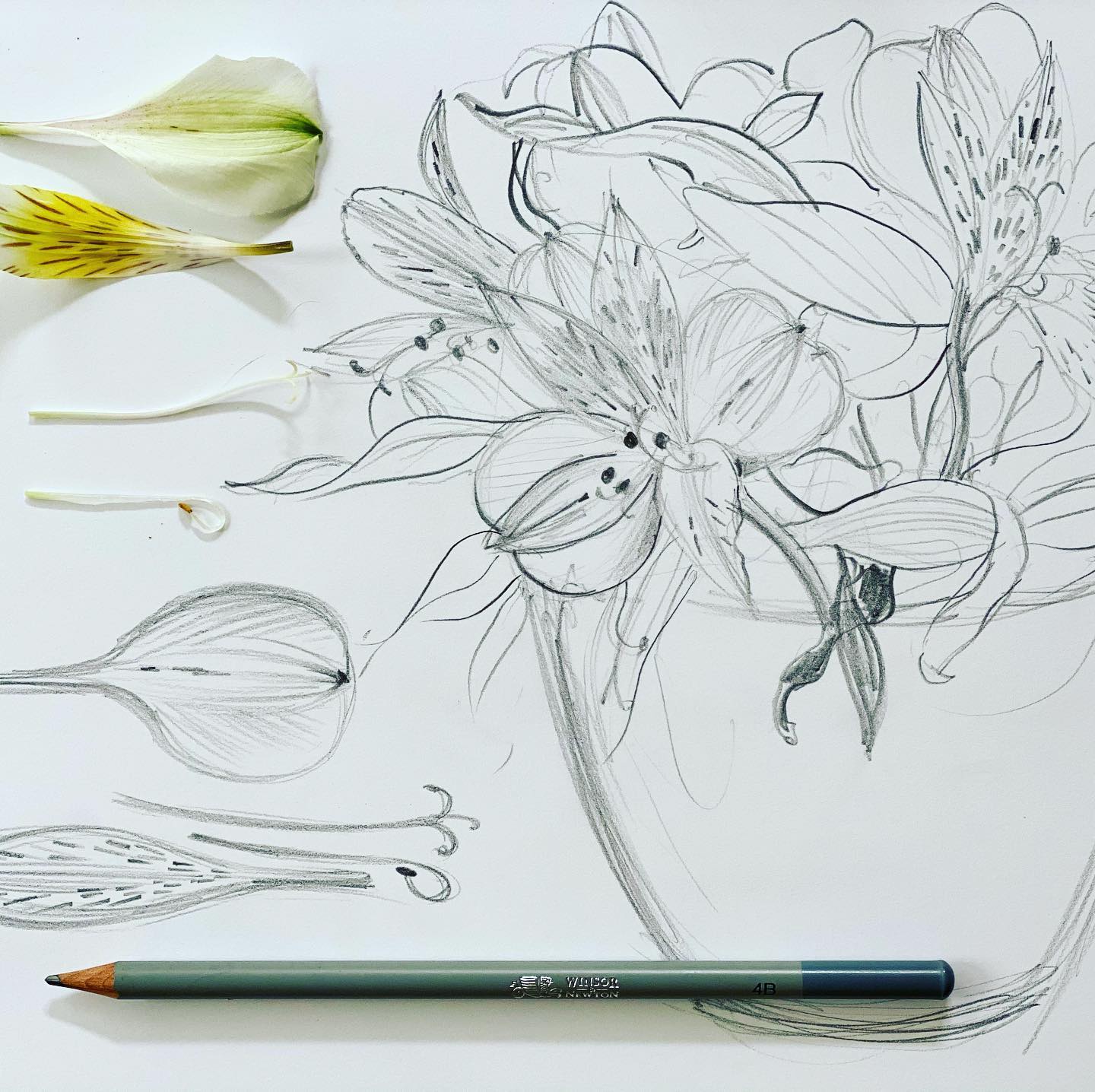 Peruvian Lily is a symbol of friendship and devotion. These brilliant blooms light up my home and my heart! Today’s pencil study takes me back to the times when I sketched a lot, it also reminds me of the botany lessons in school!