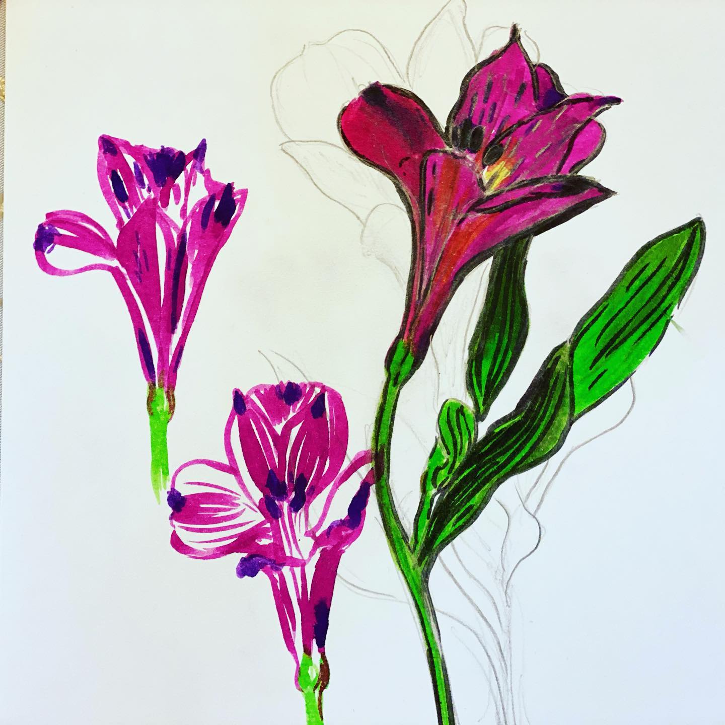 Purple peruvian lily