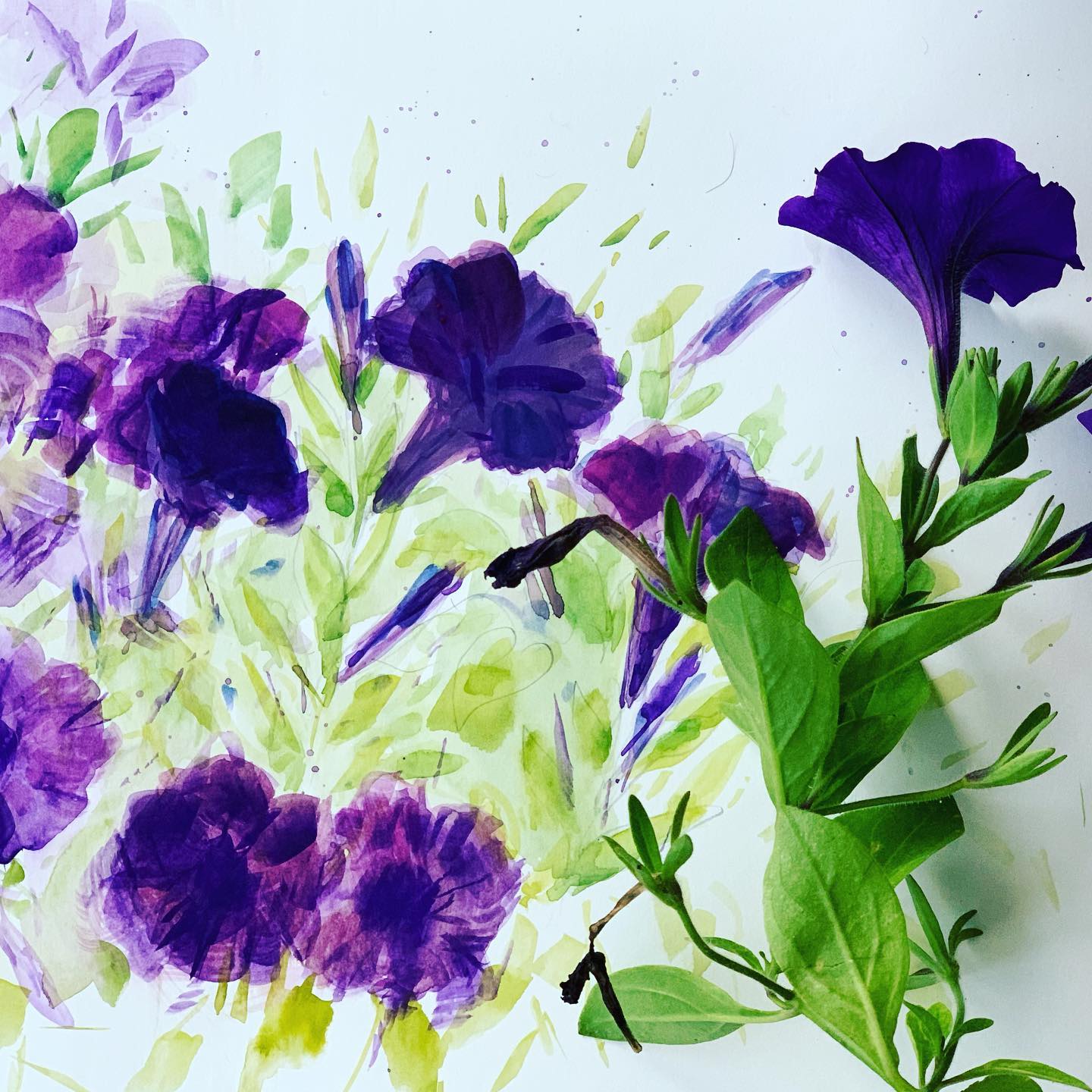 Purple petunias symbolize fantasy, charm, and mystery. Thoroughly enjoyed ‘capturing their charm’ today!