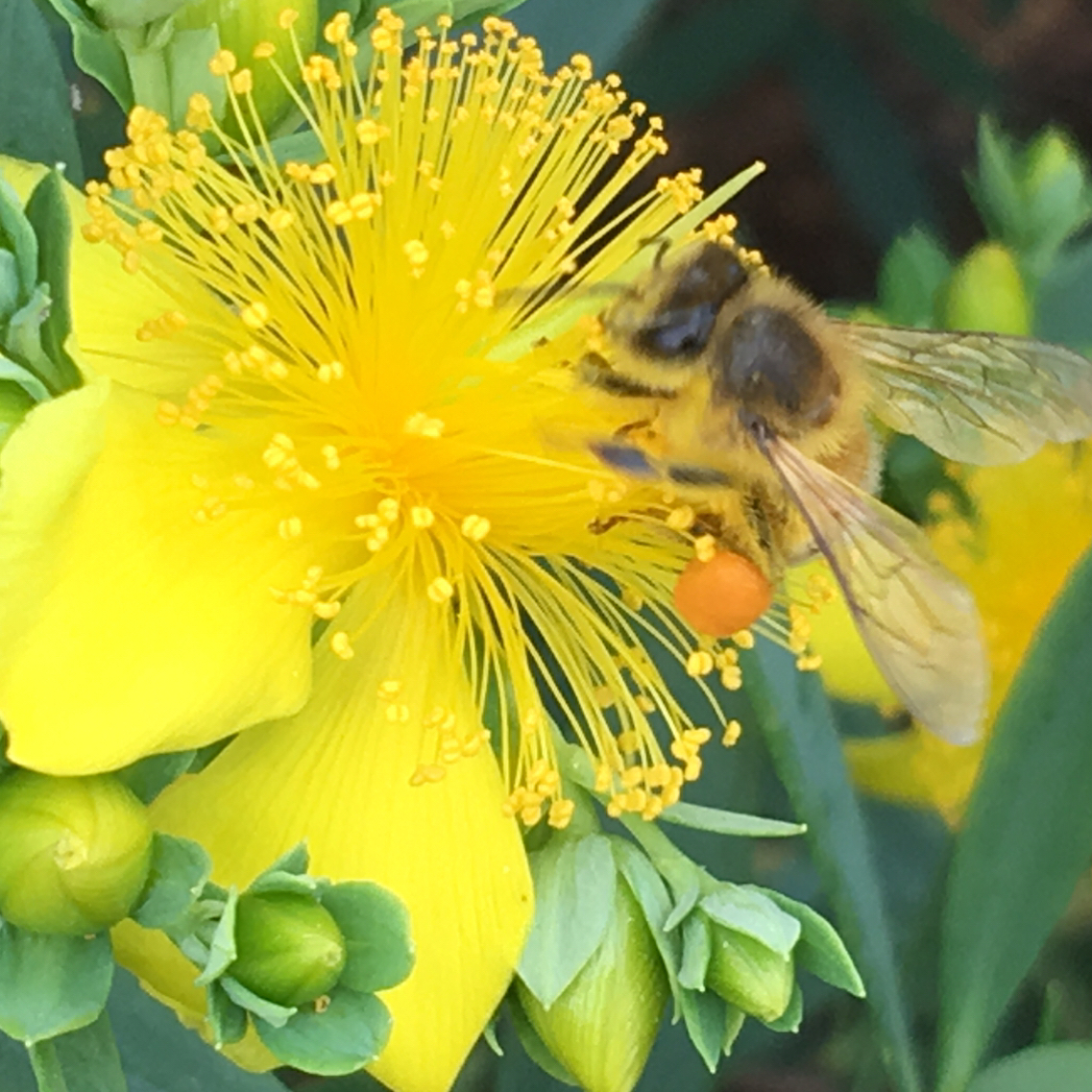 Sometimes all you need is a walk in the garden!