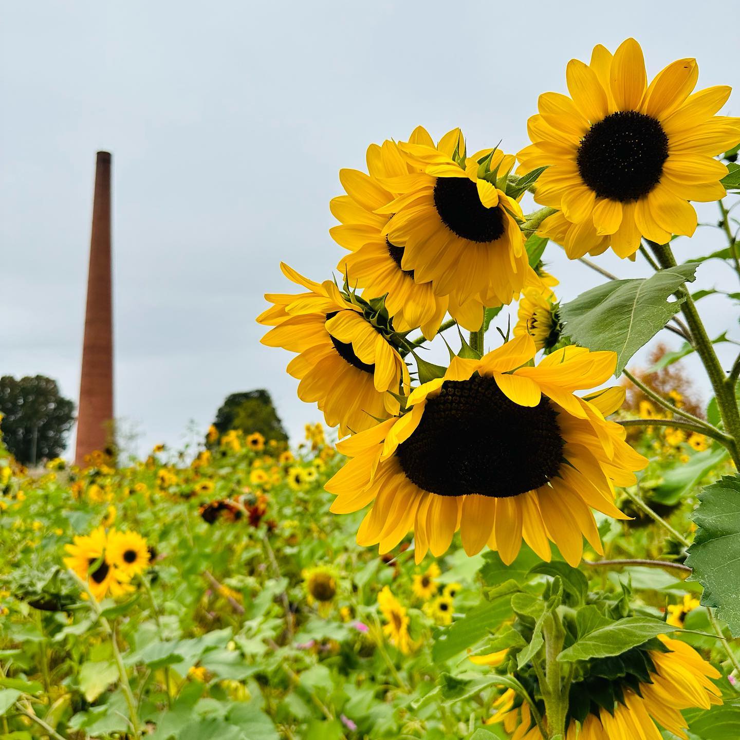 The benefits of a fall Birthday…the best gift from nature, a full palette of the most vibrant hues  @ncartmuseum