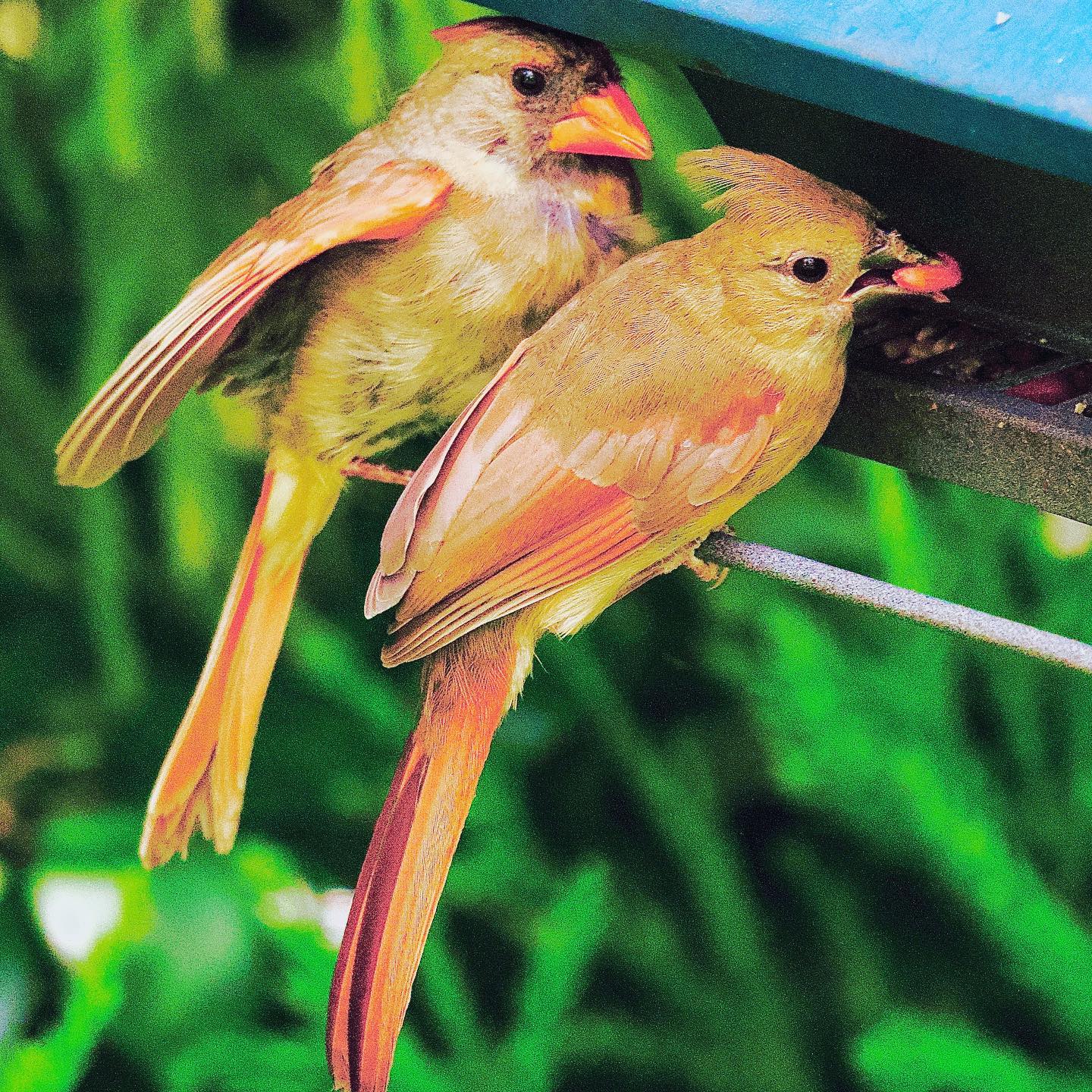 The mom escorted the fledgling to the feeder a few days ago and helped her with her meal. She watched as her little girl nibbled on a tiny seed. The next day the dad came and checked the feeder first. The mom flew in for a quick bite only after that. The little girl looked around as if figuring out her environment while she perched on the hanger. She sat down on the waterer for a while and took a few sips. She got something to nibble and took flight. The dad flies in for his meal finally, after his girls are all done. P.C. @tejjas_kaul