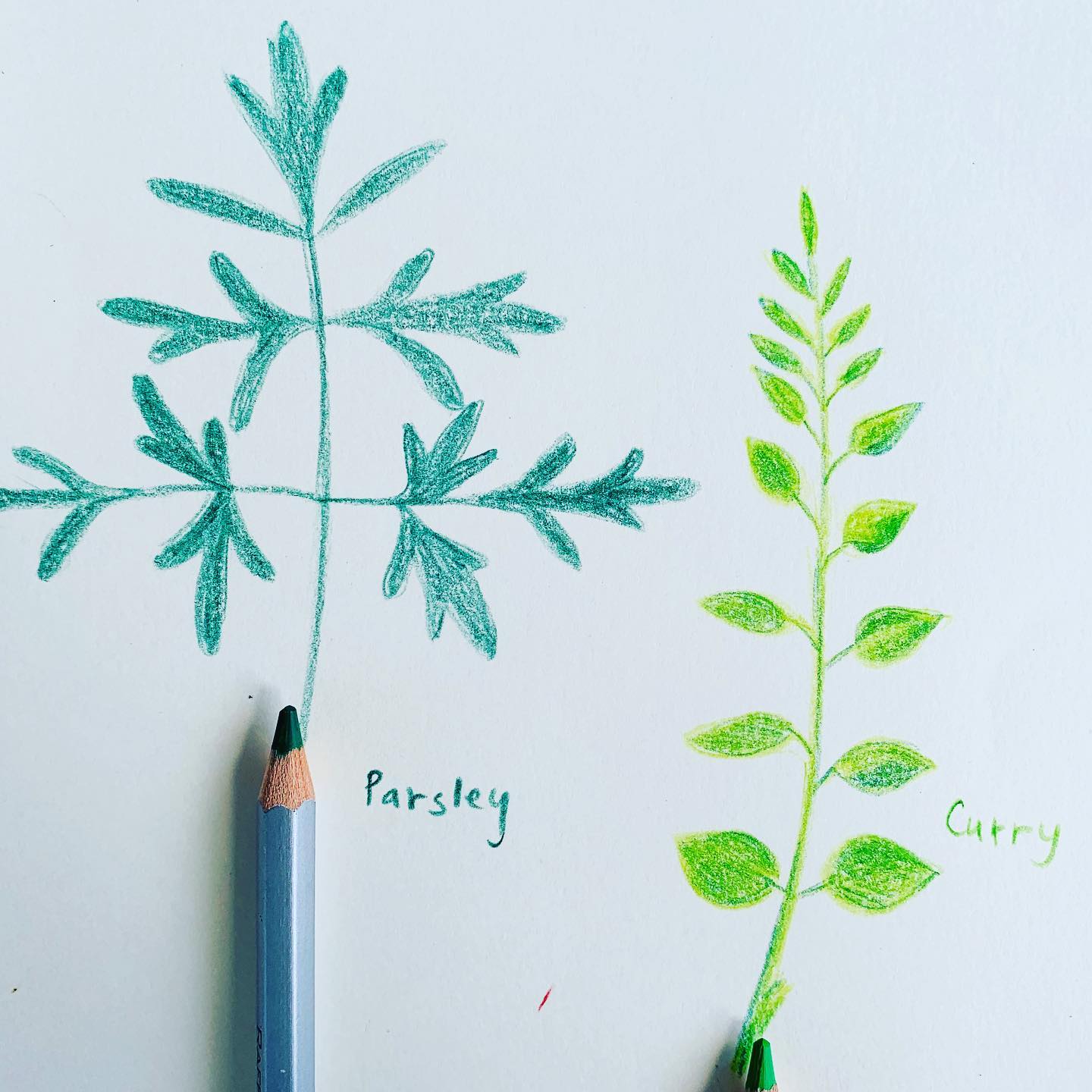 When you have no intention to cook, you sketch your herbs! Lunch will take care of itself!