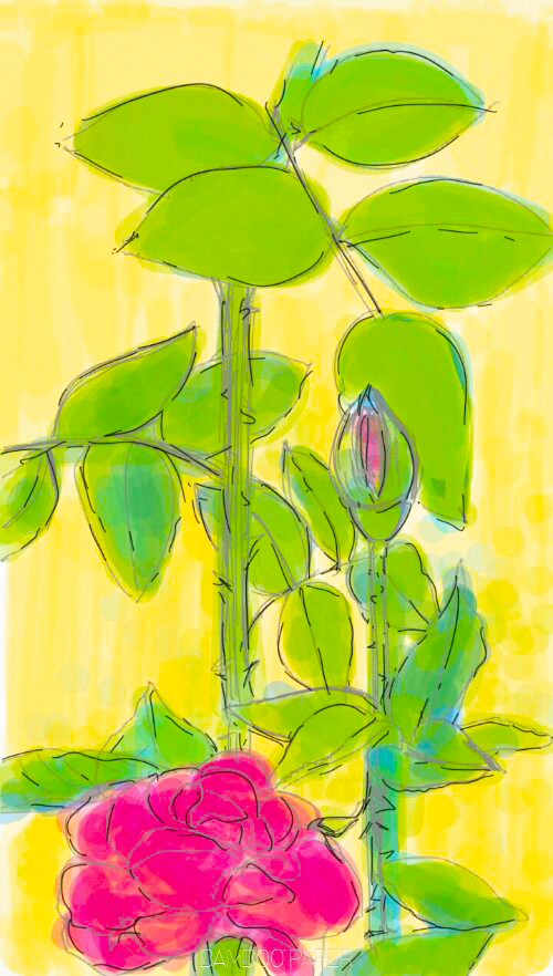 From my garden