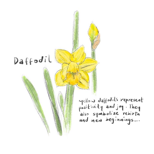 Yellow Daffodils